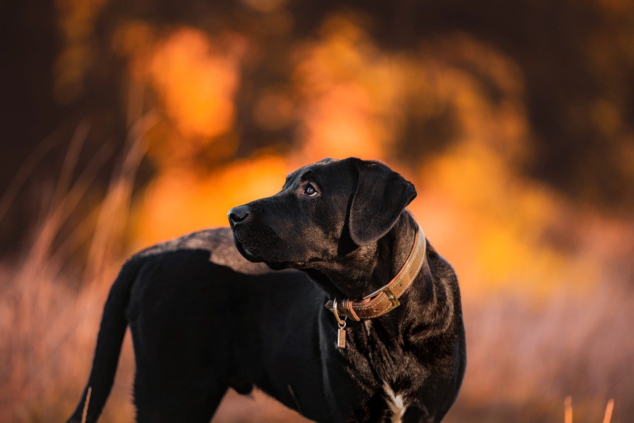 Do Barking Dogs Deter Burglars